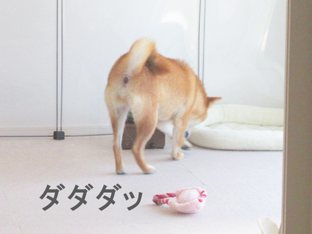 柴犬コマリ　ボール