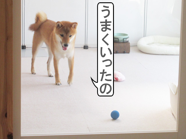 柴犬コマリ　ボール