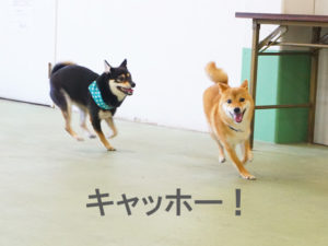 柴犬コマリ　ワンプロ