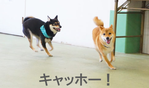 柴犬コマリ　ワンプロ