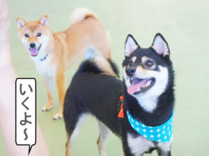 柴犬コマリ　室内ドッグラン