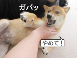 柴犬コマリ　夏休み