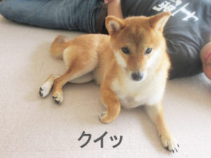 柴犬コマリ　夏休み