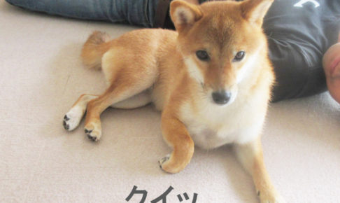 柴犬コマリ　夏休み