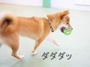 柴犬コマリ　ドッグラン