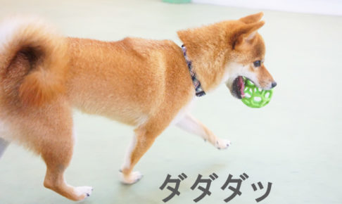 柴犬コマリ　ドッグラン