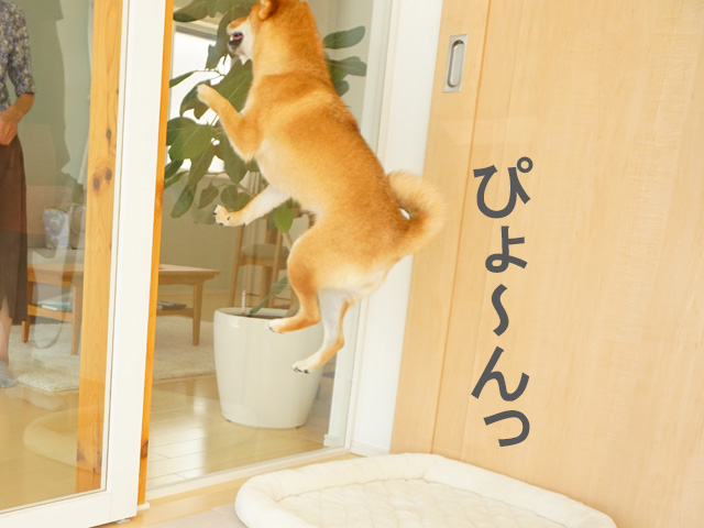柴犬コマリ　ジャンプ