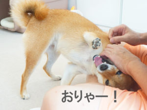 柴犬コマリ　プロレス