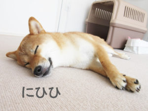 柴犬コマリ　寝顔