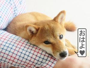 柴犬コマリ　アイドル