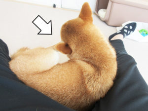 柴犬コマリ　耳