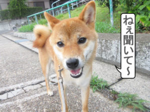 柴犬コマリ　散歩
