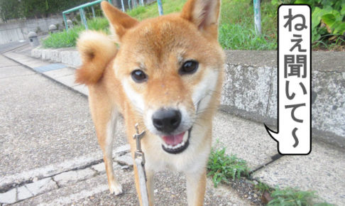 柴犬コマリ　散歩