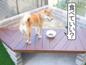 柴犬コマリ　庭