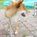 柴犬コマリ　台風
