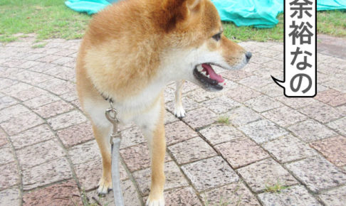 柴犬コマリ　台風