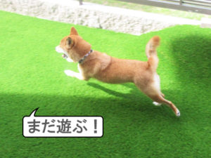 柴犬コマリ　庭　人工芝