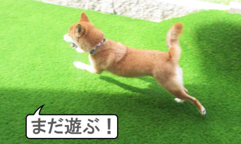 柴犬コマリ　庭　人工芝