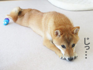 柴犬コマリ　ツチノコ