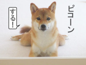 柴犬コマリ　ヒマラヤチーズ