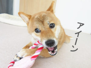 柴犬コマリ　おもちゃ