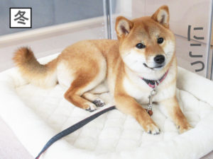 柴犬コマリ　冬毛