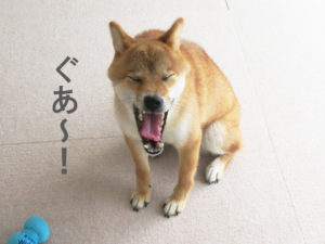 柴犬コマリ　あくび