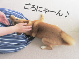 柴犬コマリ　お客さん