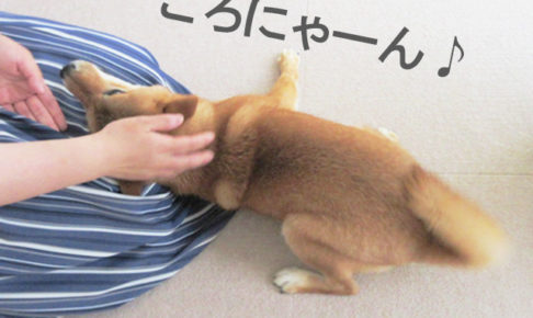 柴犬コマリ　お客さん