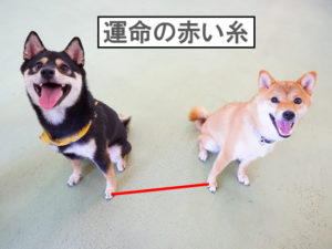 柴犬コマリ　赤い糸