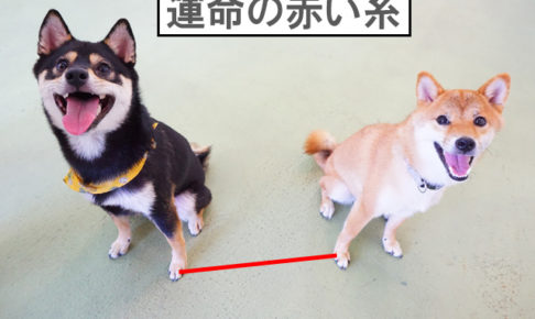 柴犬コマリ　赤い糸