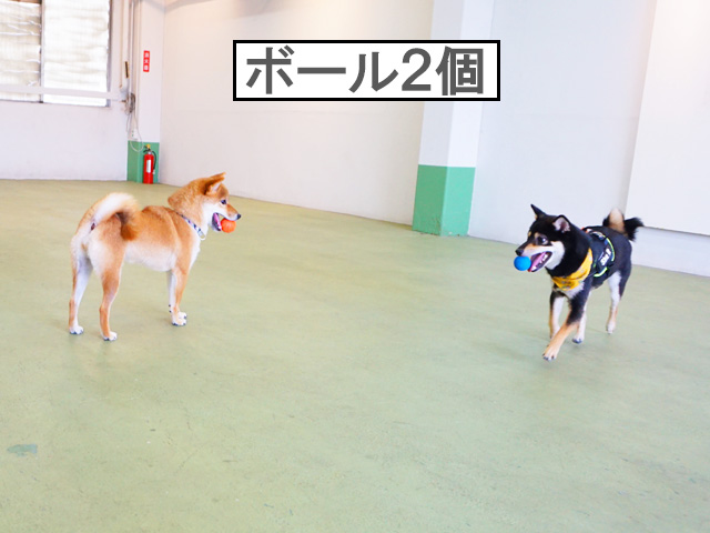 柴犬コマリ　ボール遊び