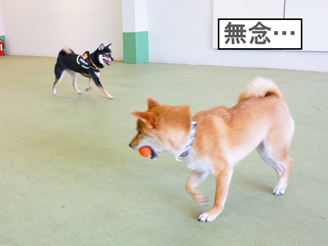 柴犬コマリ　ボール遊び