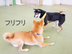 柴犬コマリ　ワンプロ