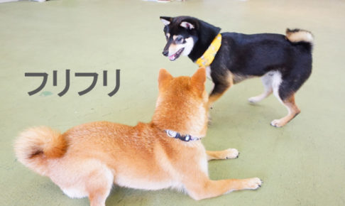 柴犬コマリ　ワンプロ