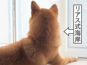 柴犬コマリ　リアス式海岸