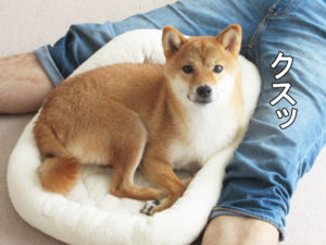 柴犬コマリ　ベッド