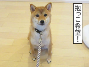 柴犬コマリ　オスワリ