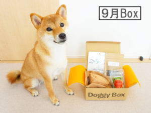 柴犬コマリ　doggybox　ドギーボックス