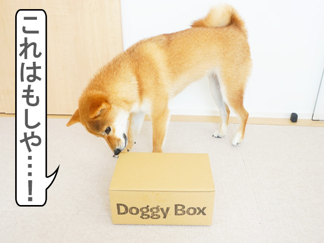 柴犬コマリ　doggybox　ドギーボックス