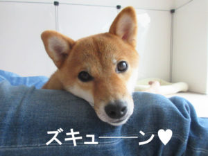 柴犬コマリ　キュン死