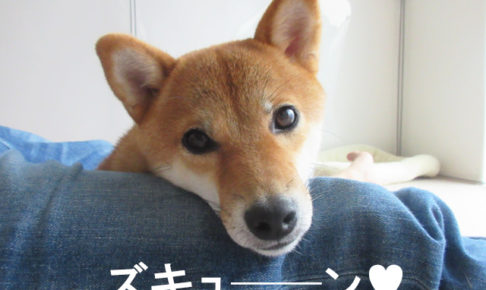 柴犬コマリ　キュン死