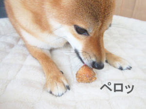 柴犬コマリ　ヒマチー　レンジ