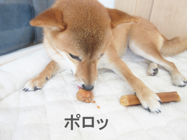 柴犬コマリ　ヒマラヤチーズラスク