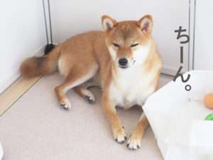 柴犬コマリ　無の境地