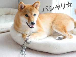 柴犬コマリ　眼鏡