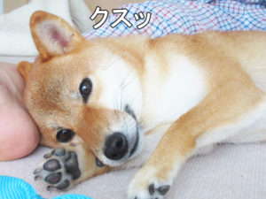 柴犬コマリ　肉球