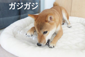 柴犬コマリ　ペットボトル