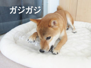 柴犬コマリ　ペットボトル