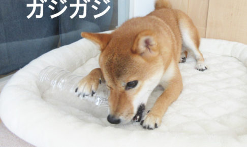 柴犬コマリ　ペットボトル